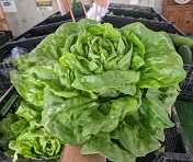 Butterhead lettuc